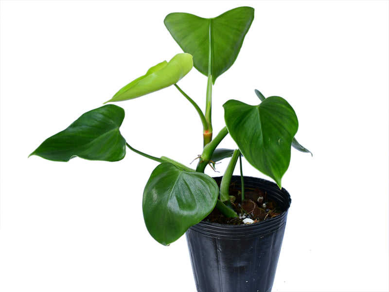 philodendron in spanish Philodendron microstictum