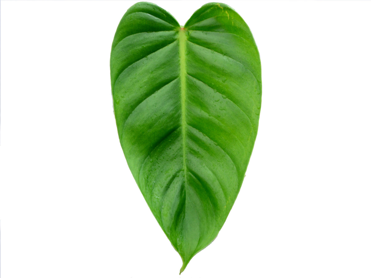philodendron misahualliense Philodendron misahualliense cf