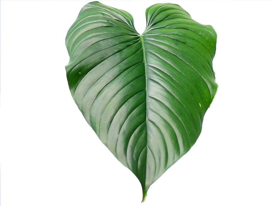 Philodendron montanum aff