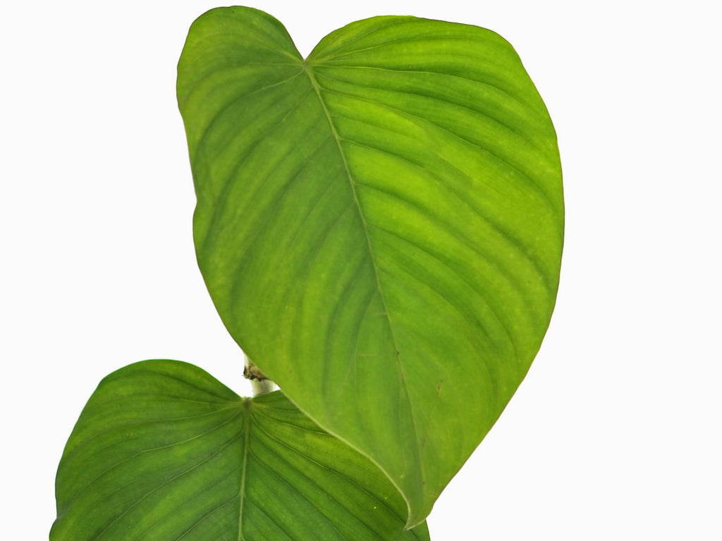 philodendron nanegalense Philodendron nanegalense Ecuagenera