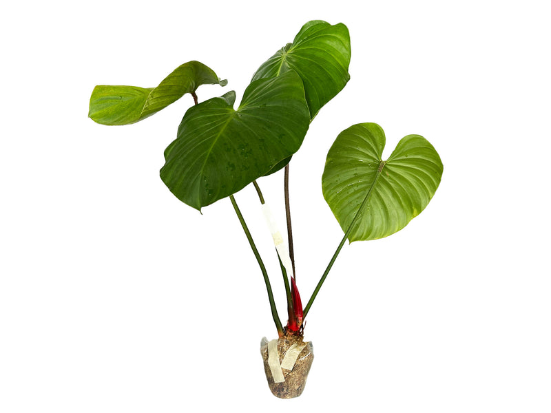 nangaritense philodendron Philodendron nangaritense — Ecuagenera Orquídeas del Ecuador