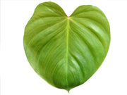 philodendron werneri mature Philodendron nangaritense x Philodendron werneri