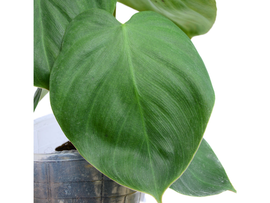 Philodendron nangaritense x Philodendron werneri