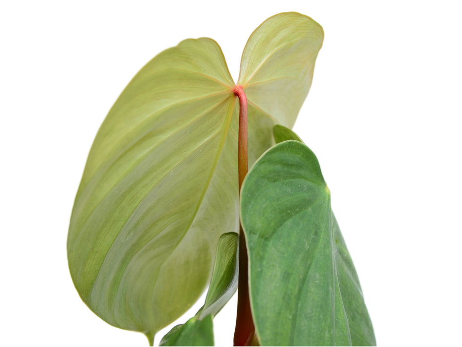 Philodendron nangaritense x Philodendron werneri