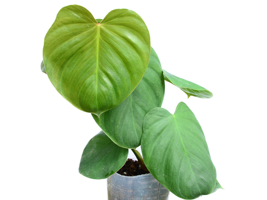 Philodendron nangaritense x Philodendron werneri