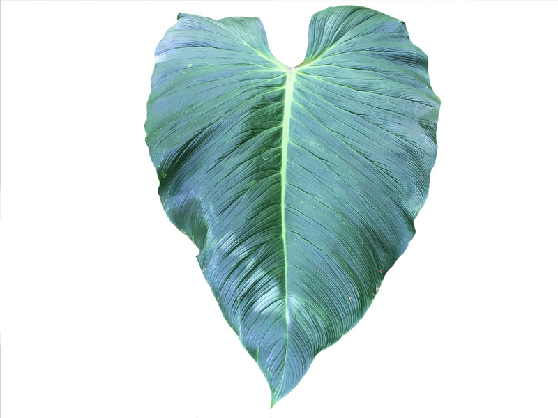 philodendron narinoense Philodendron narinoense