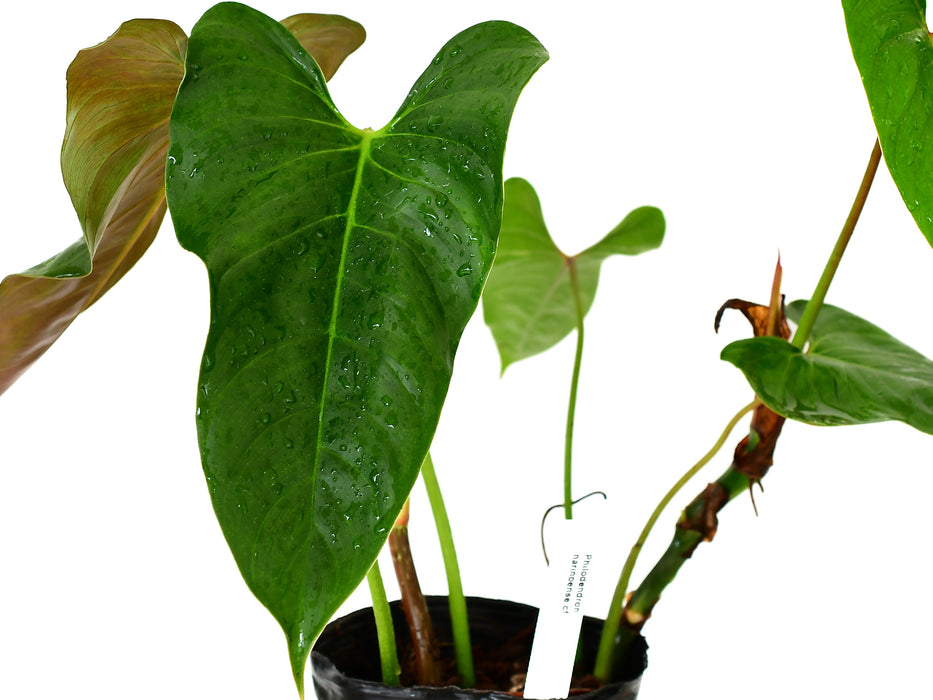 Philodendron narinoense cf