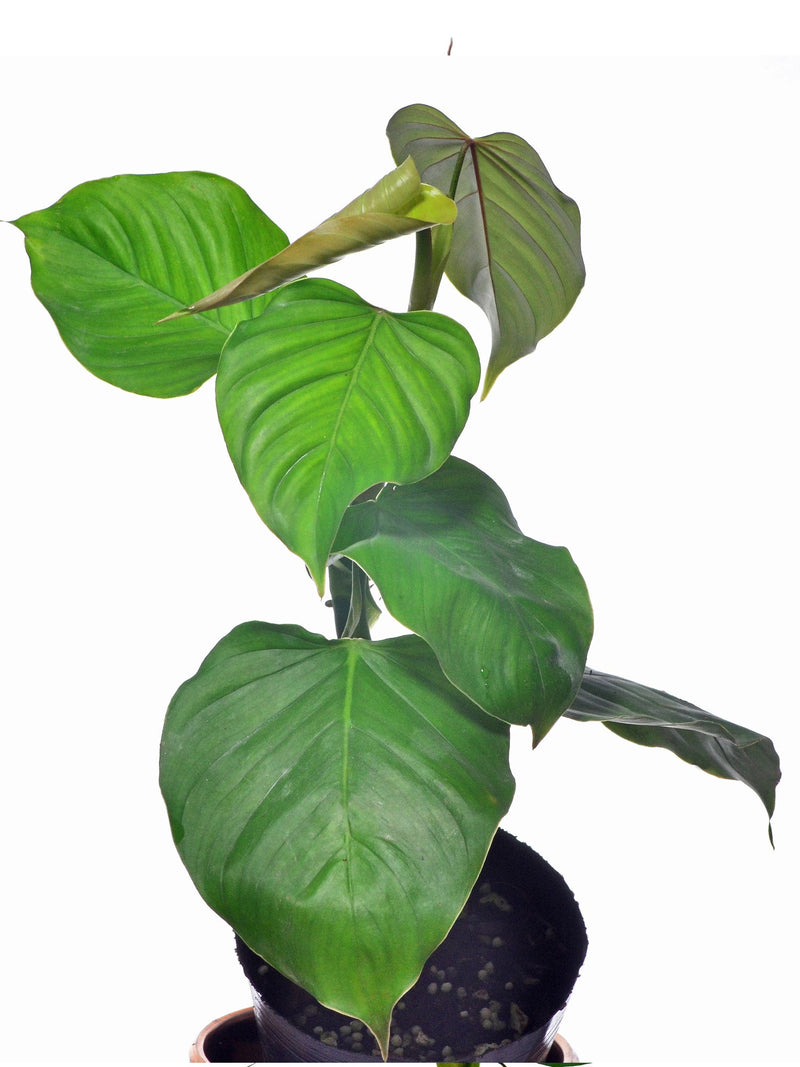Philodendron ornatum cf