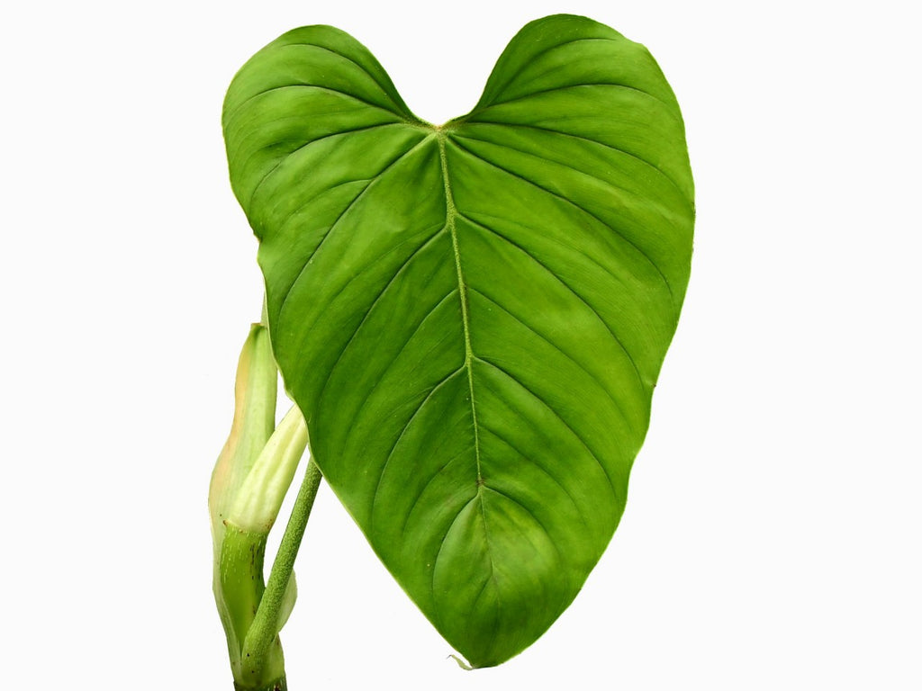 Philodendron ornatum cf