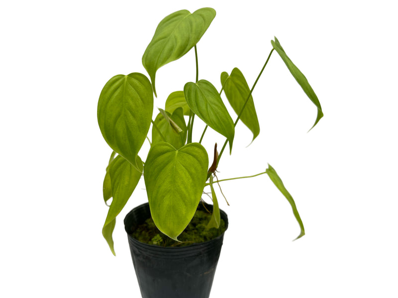 Philodendron oxapampense aff #1