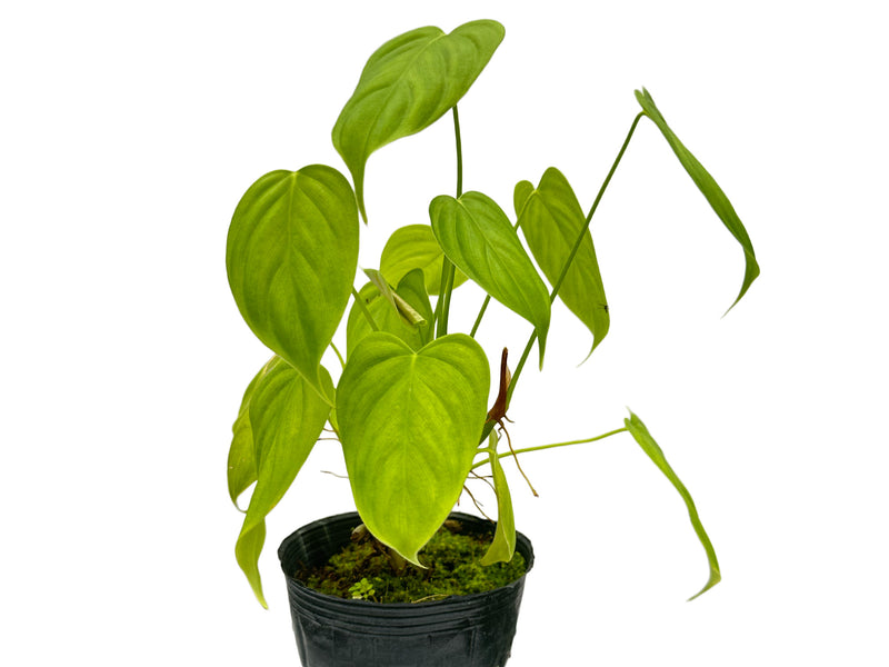 Philodendron oxapampense aff #1