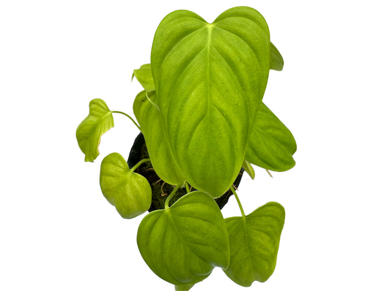 Philodendron oxapampense aff #1