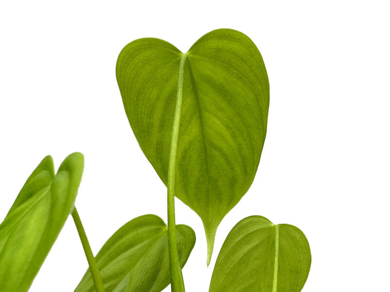 Philodendron oxapampense aff #1