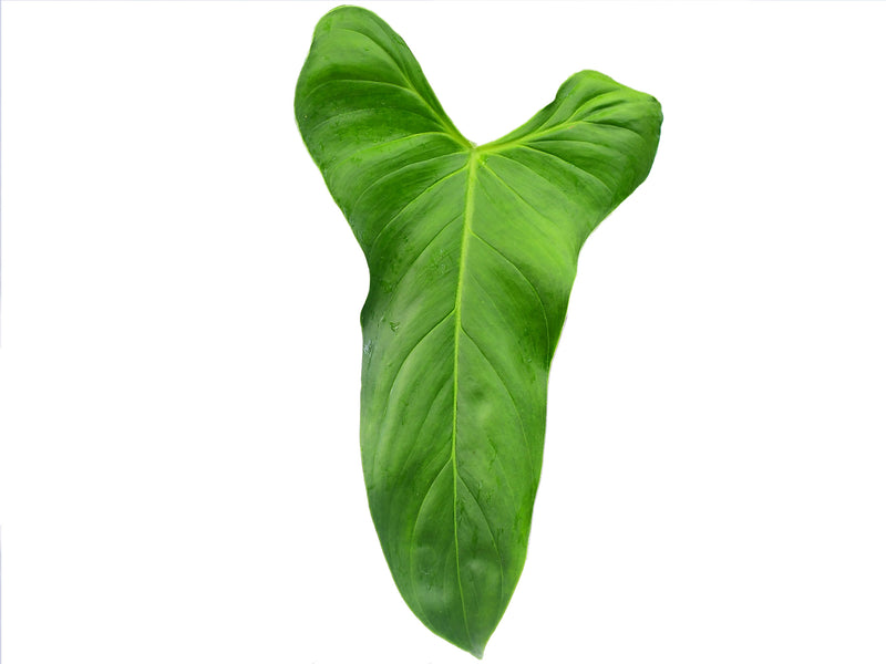 Philodendron oxapampense Fedec