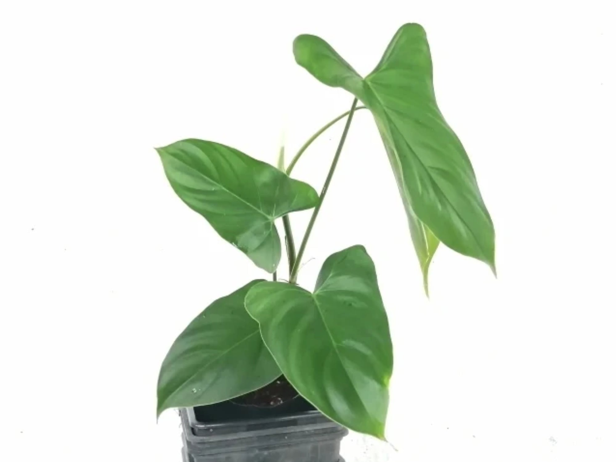 Philodendron oxapampense Fedec — Ecuagenera Orquídeas del Ecuador