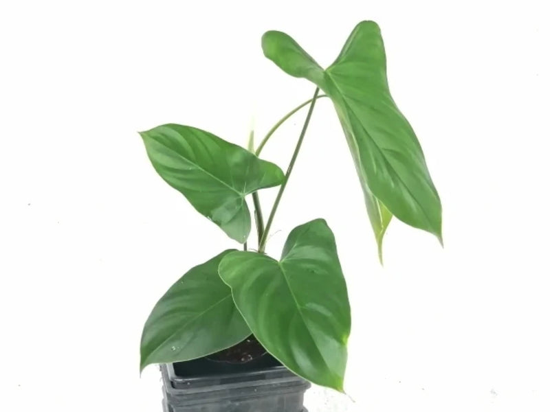Philodendron oxapampense Fedec