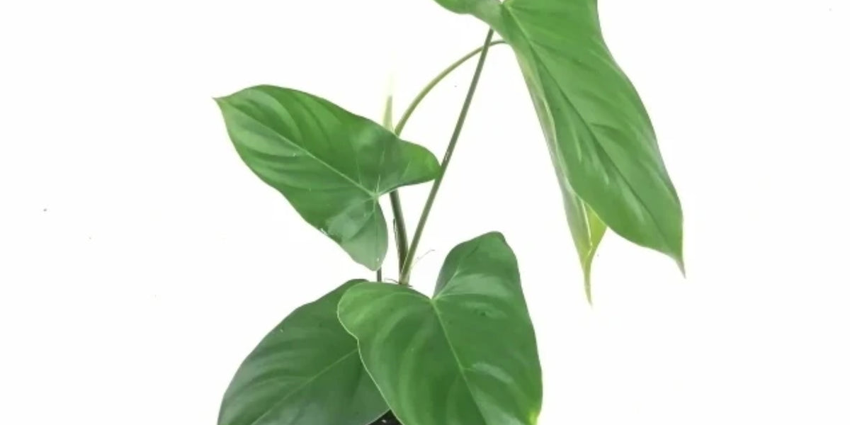 philodendron oxapapense Philodendron oxapampense Fedec — Ecuagenera Orquídeas del Ecuador