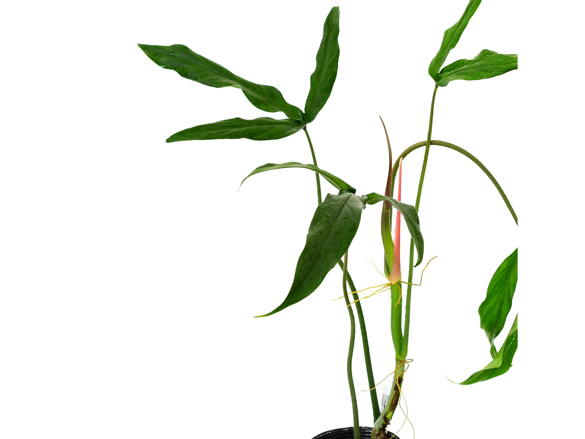 Philodendron paloraense cf