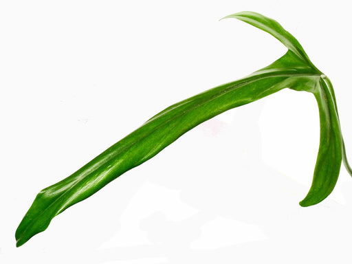 philodendron paloraense Philodendron paloraense — Ecuagenera Orquídeas del Ecuador