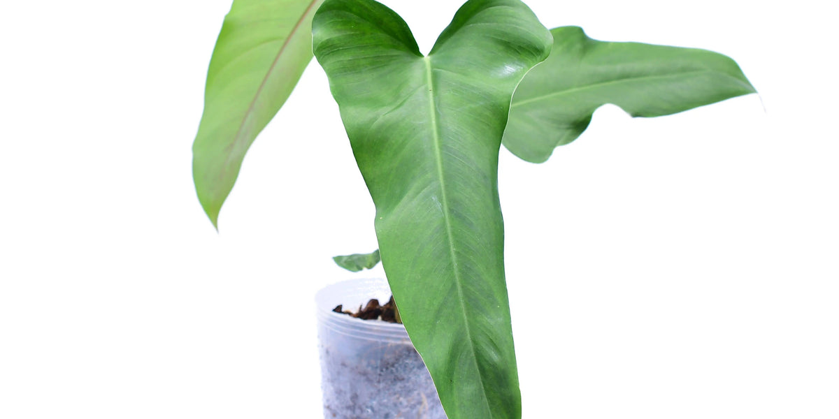 philodendron คือ Philodendron paloraense cf x Philodendron Jose Buono