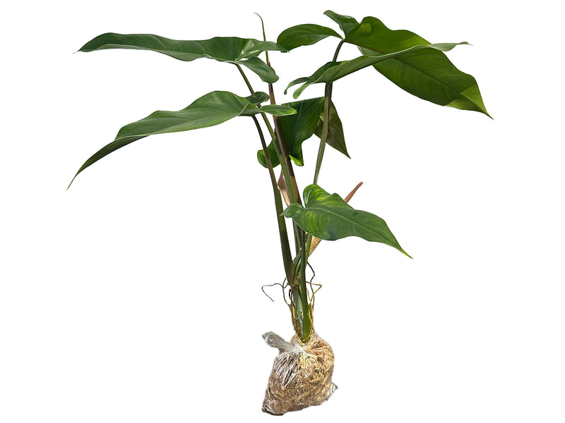 Philodendron paloraense cf x Philodendron Jose Buono