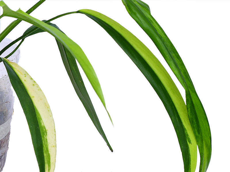philodendron paloraense Philodendron paloraense variegado — Ecuagenera Orquídeas del Ecuador