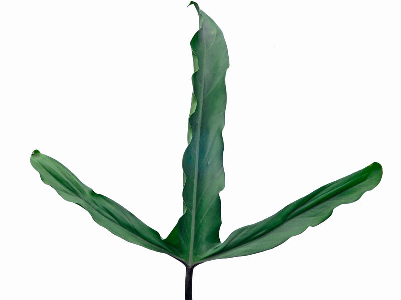 Philodendron paloraense cf