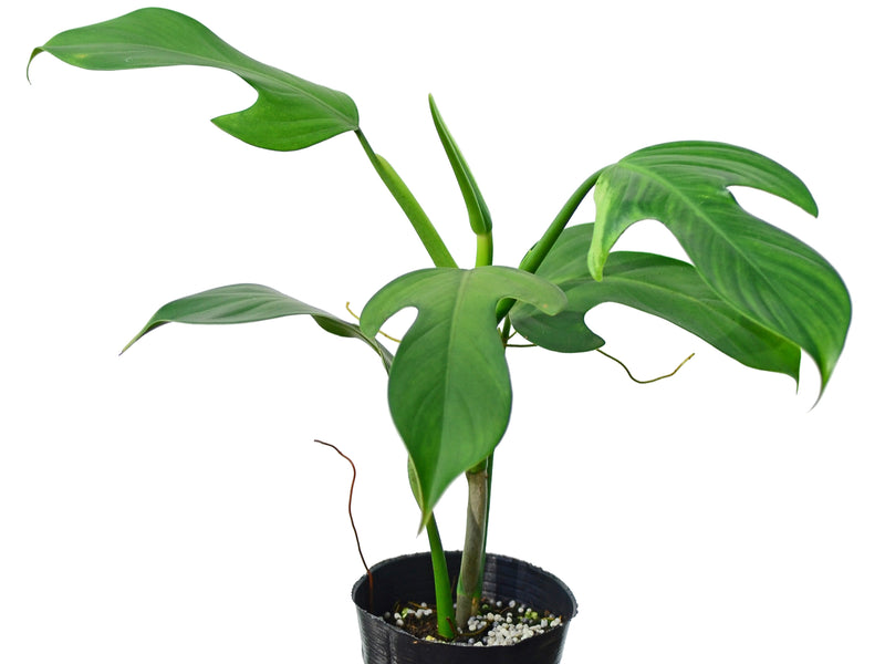 Philodendron panduriforme