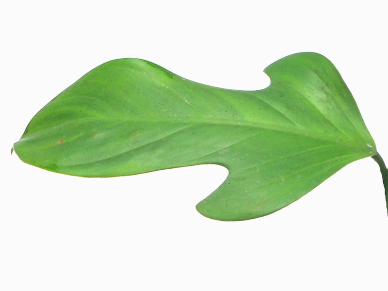 panduriforme philodendron Philodendron panduriforme — Ecuagenera Orquídeas del Ecuador