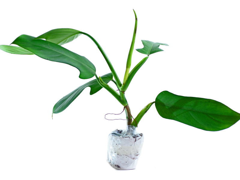 Philodendron panduriforme