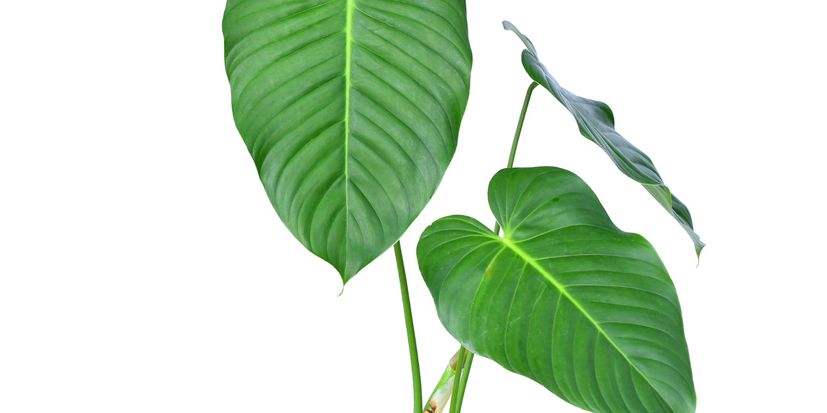 Philodendron parvidactylum