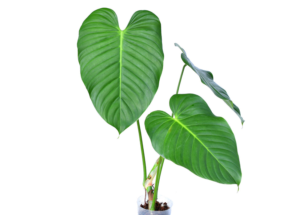 Philodendron parvidactylum