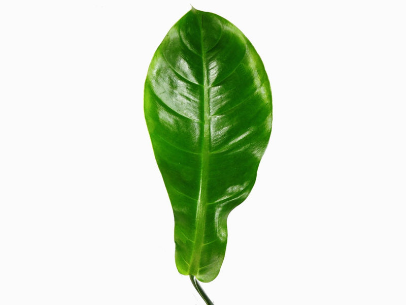 philodendron parvilobum Philodendron parvilobum