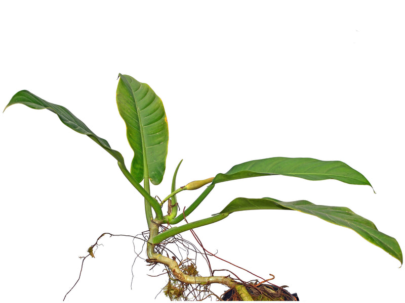 philodendron parvilobum Philodendron parvilobum