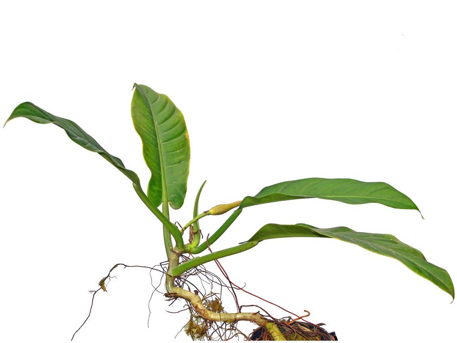 Philodendron parvilobum