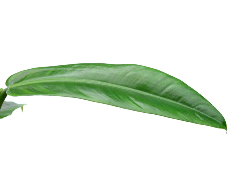 philodendron parvilobum Philodendron parvilobum Paradise