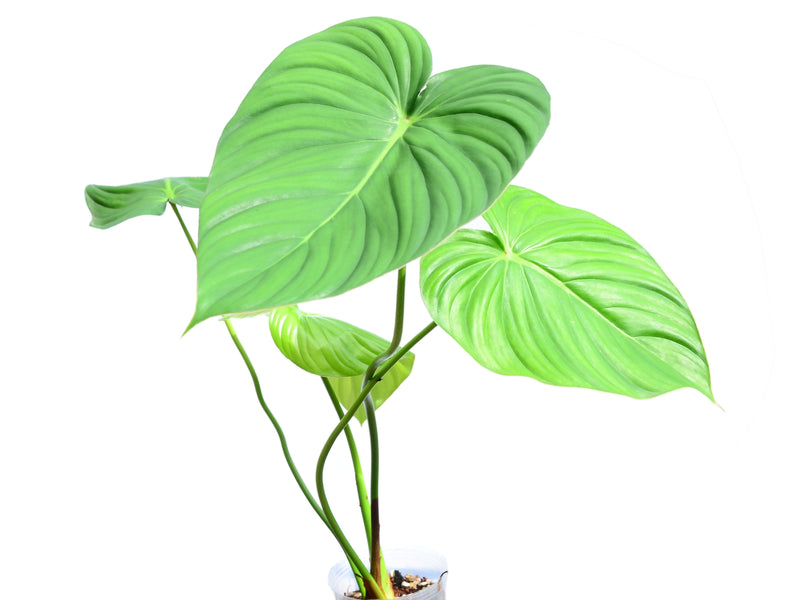 Philodendron pastazanum