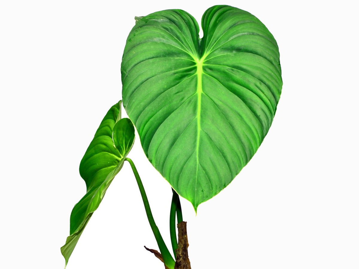 philodendron pastazanum white Philodendron pastazanum