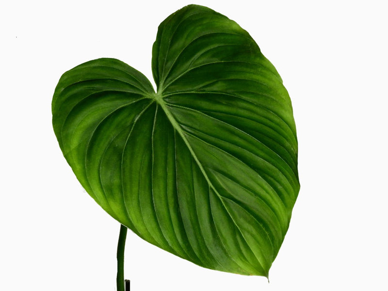 Philodendron pastazanum cf