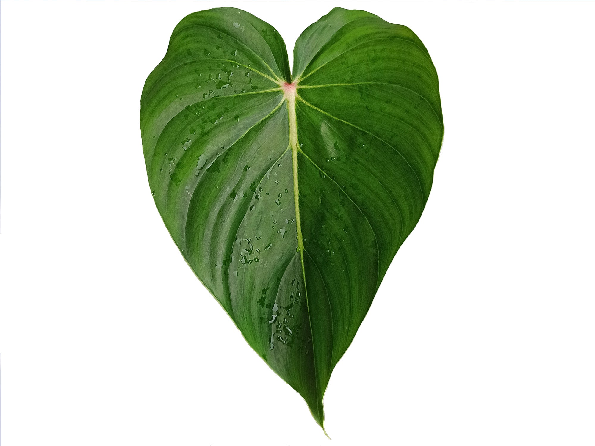 Philodendron pastazanum 'red poin' — Ecuagenera Orquídeas del Ecuador