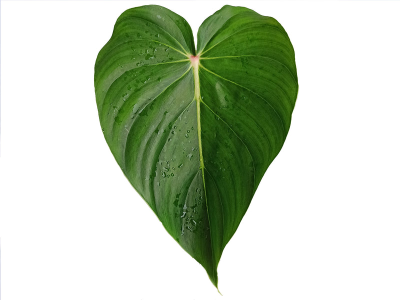 buy philodendron pastazanum Philodendron pastazanum 'red poin'