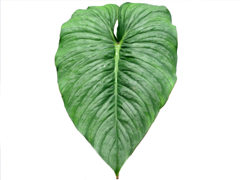 buy philodendron pastazanum Philodendron pastazanum x Philodendron mamei