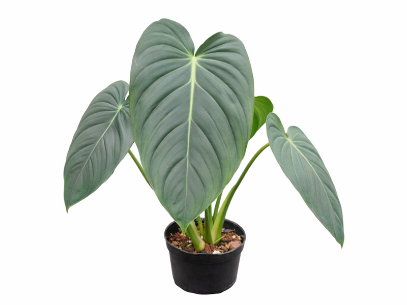 anthurium pastazanum Philodendron pastazanum x Philodendron melanochrysum