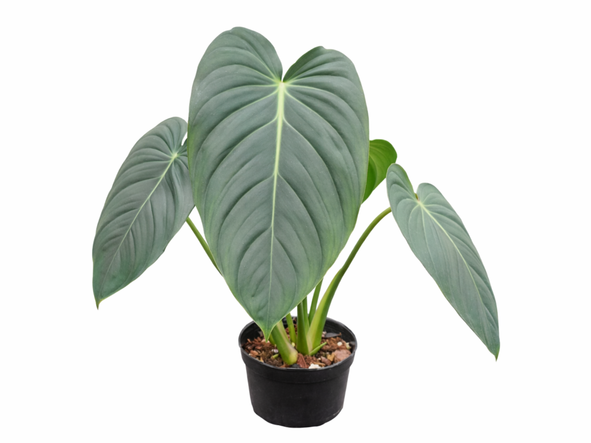 Philodendron pastazanum x Philodendron melanochrysum