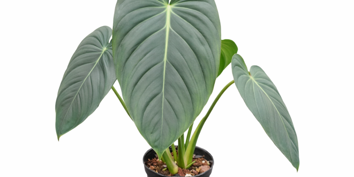 pasta plant philodendron Philodendron pastazanum x Philodendron melanochrysum — Ecuagenera Orquídeas del Ecuador
