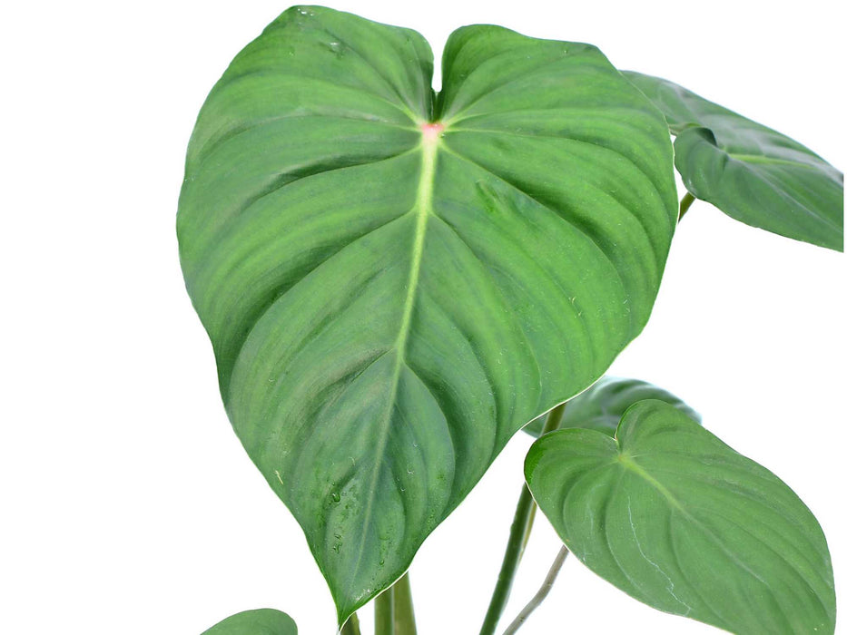 Philodendron pastazanum x Philodendron sodiroi