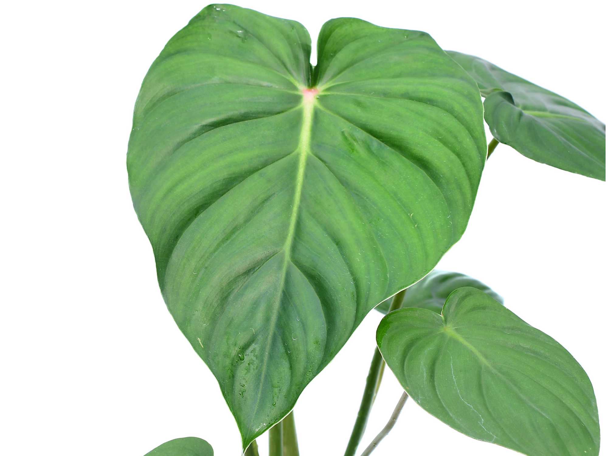 Philodendron sodiroi aff x Philodendron pastazanum