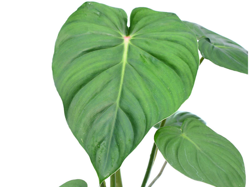 philodendron pastazanum australia Philodendron sodiroi aff x Philodendron pastazanum
