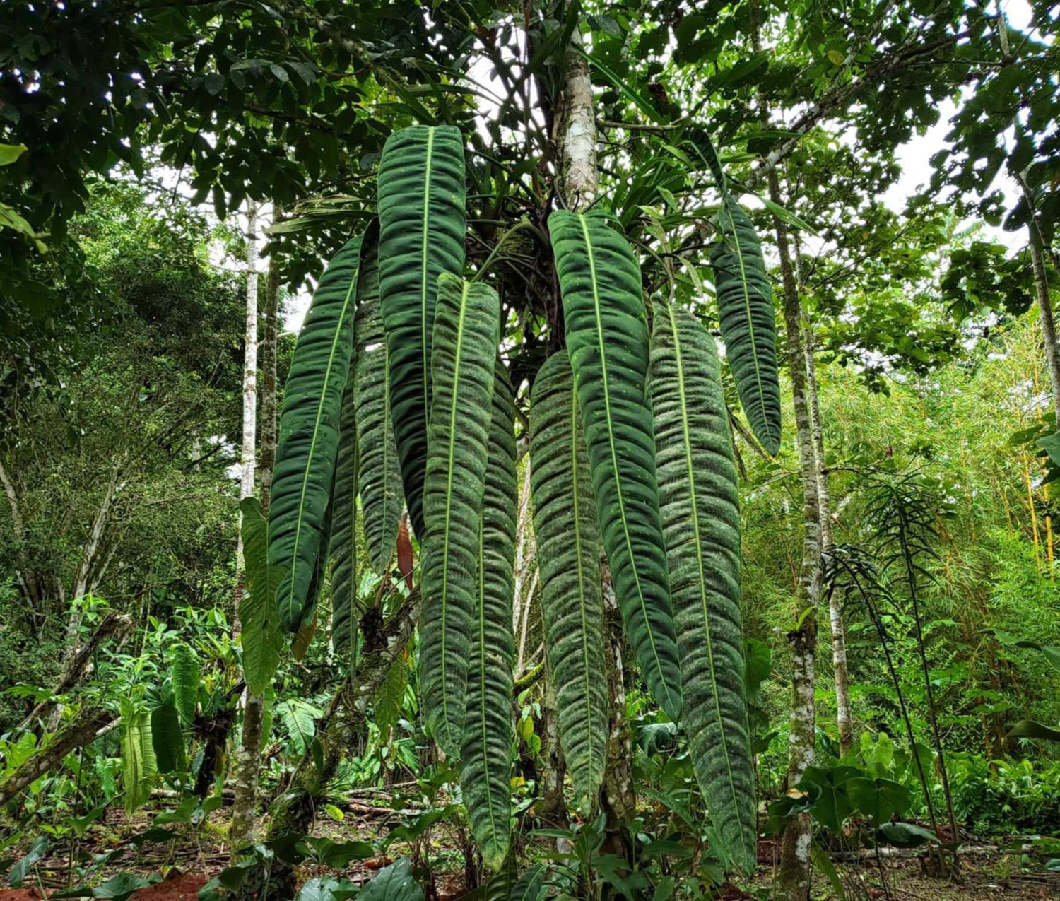 philodendron patriciae australia Philodendron patriciae
