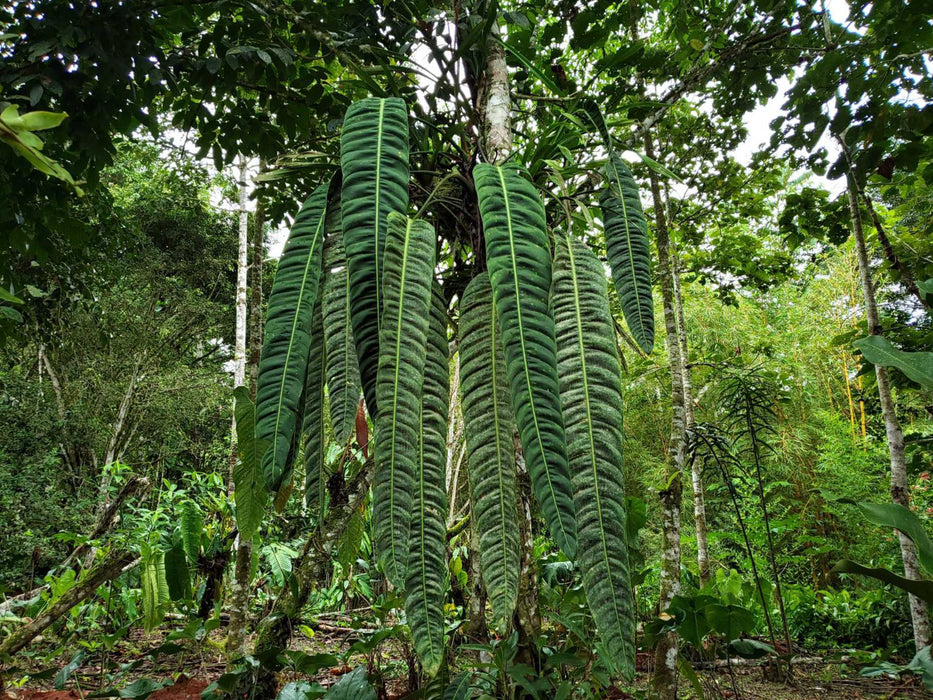 Philodendron patriciae